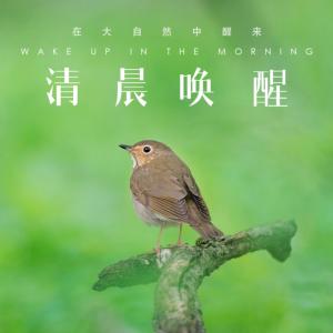 清晨大自然白噪音有声小说