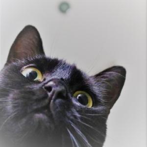 回到过去变成猫有声小说